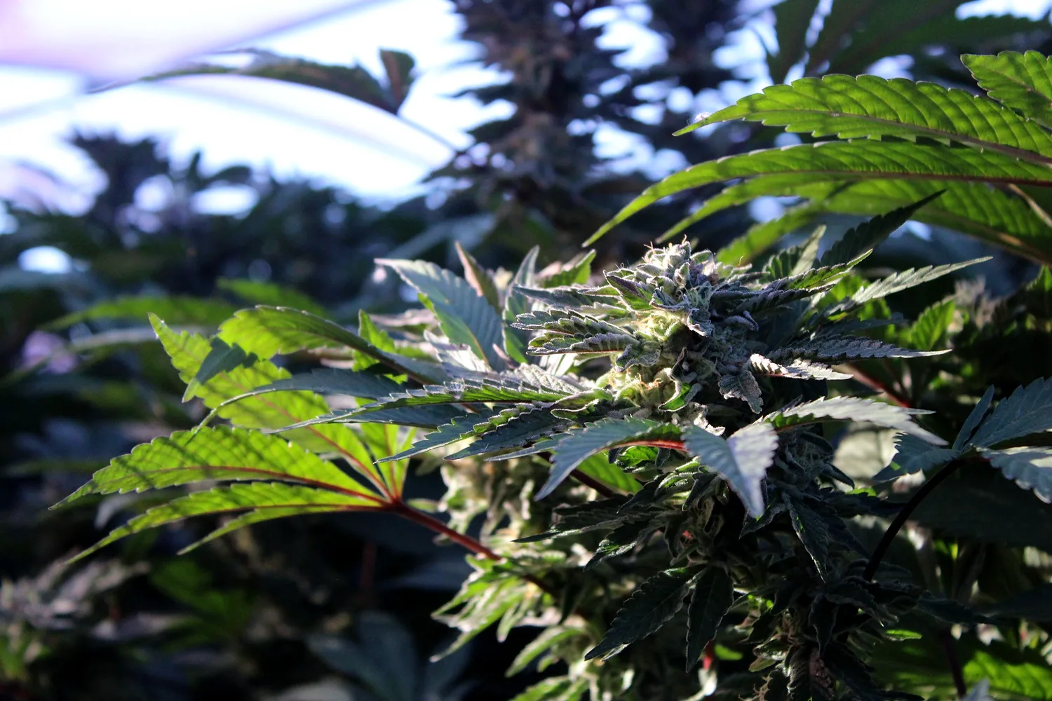 Mature cannabis flower in afternoon sun