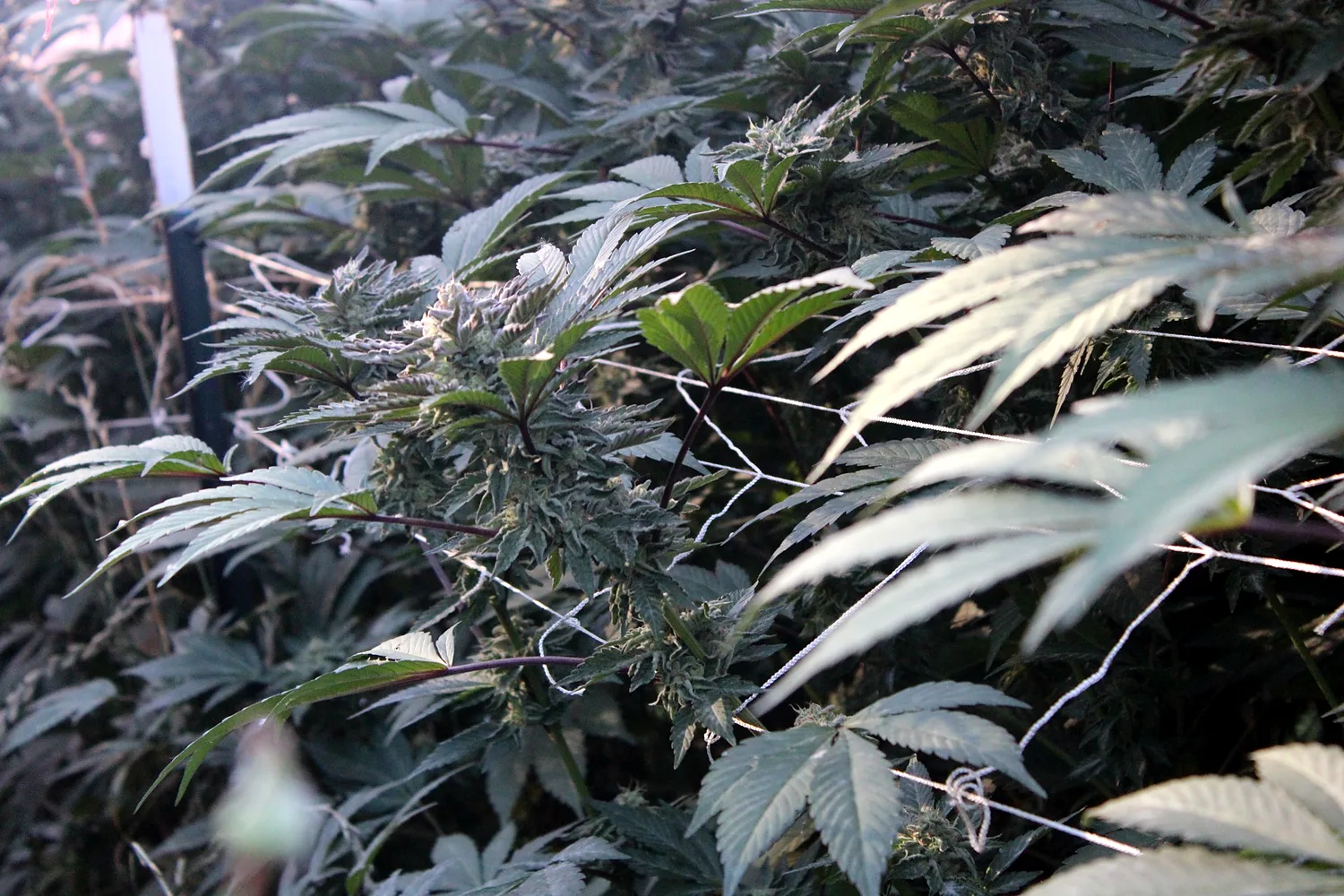 Mature cannabis canopy