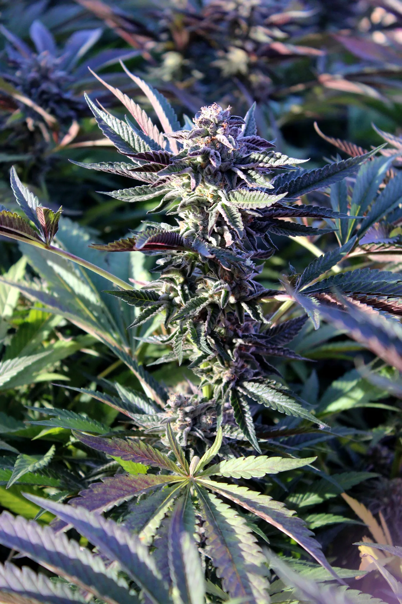 Purple cannabis flowers in the field