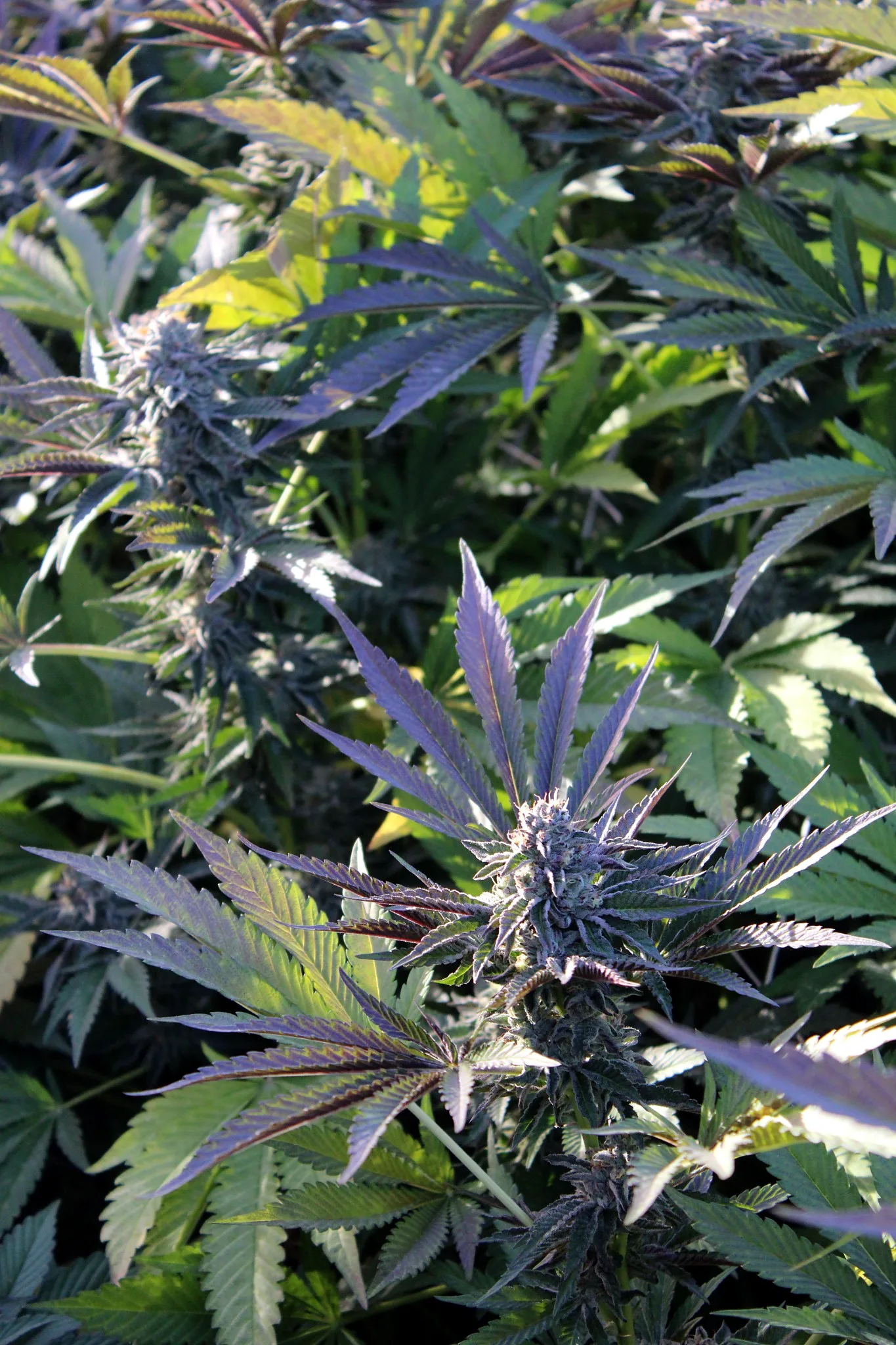 Mature flowering plant