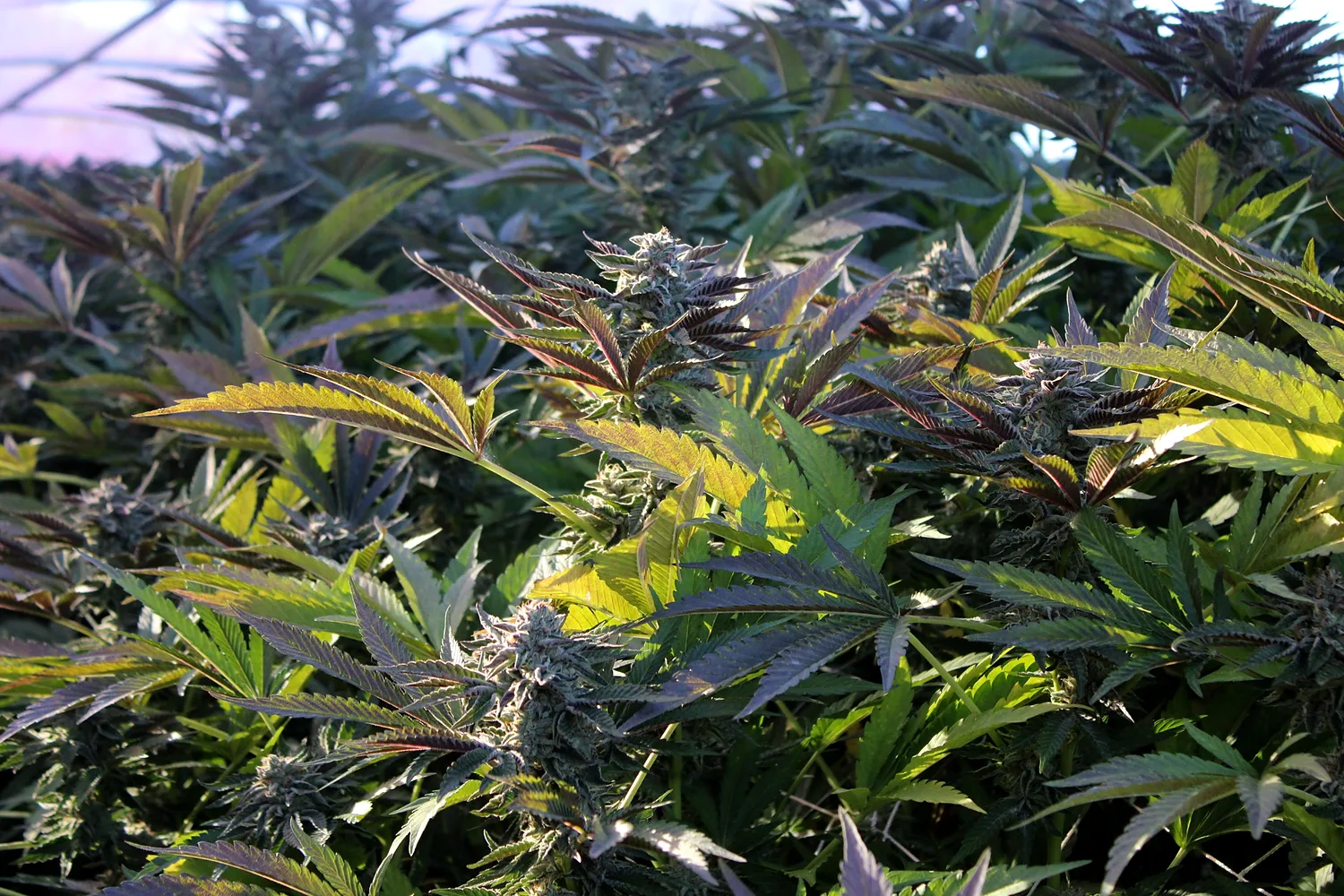 Sunlit mature cannabis canopy