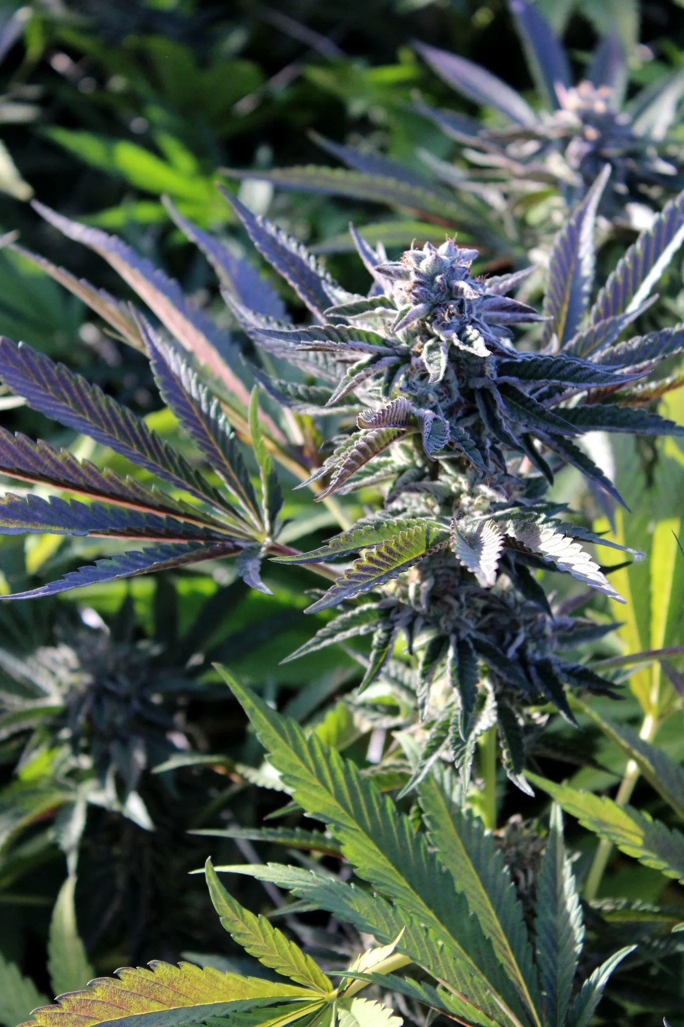 Mature cannabis cola