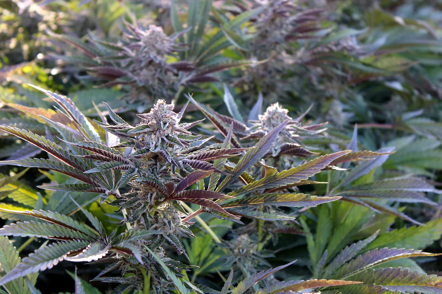 Dense flowering cannabis