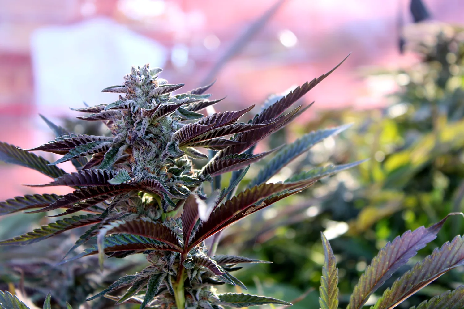 Flowering cannabis beneath the hoophouse