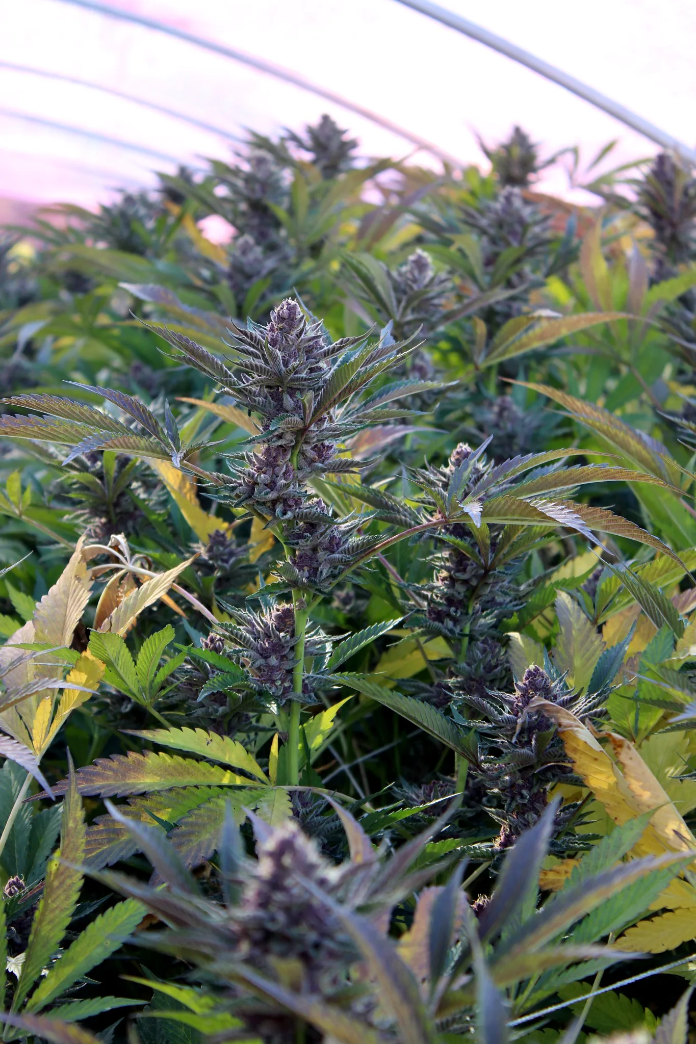 Late-season cannabis canopy