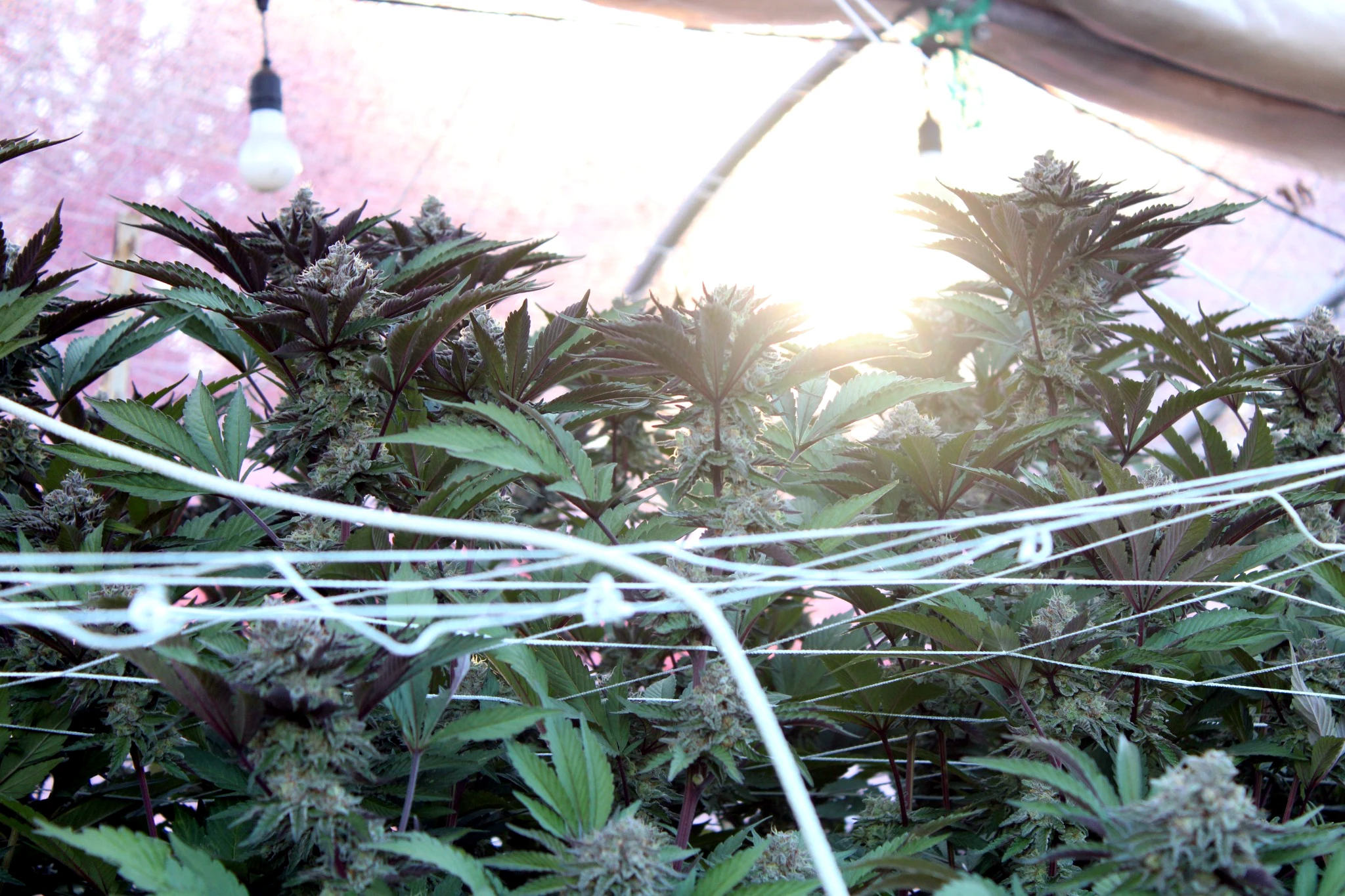 Sun through the late-season canopy