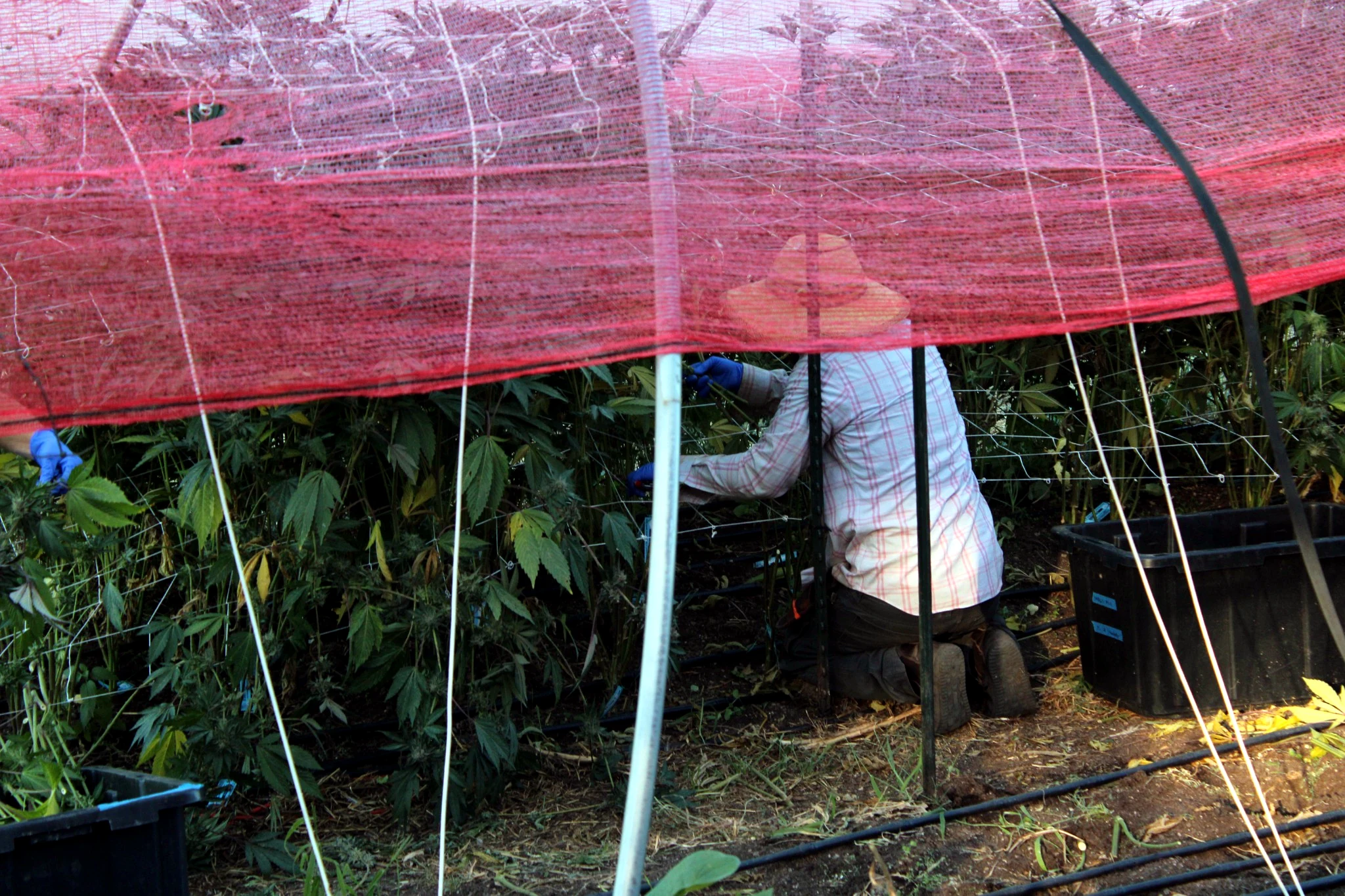 Working beneath the shade