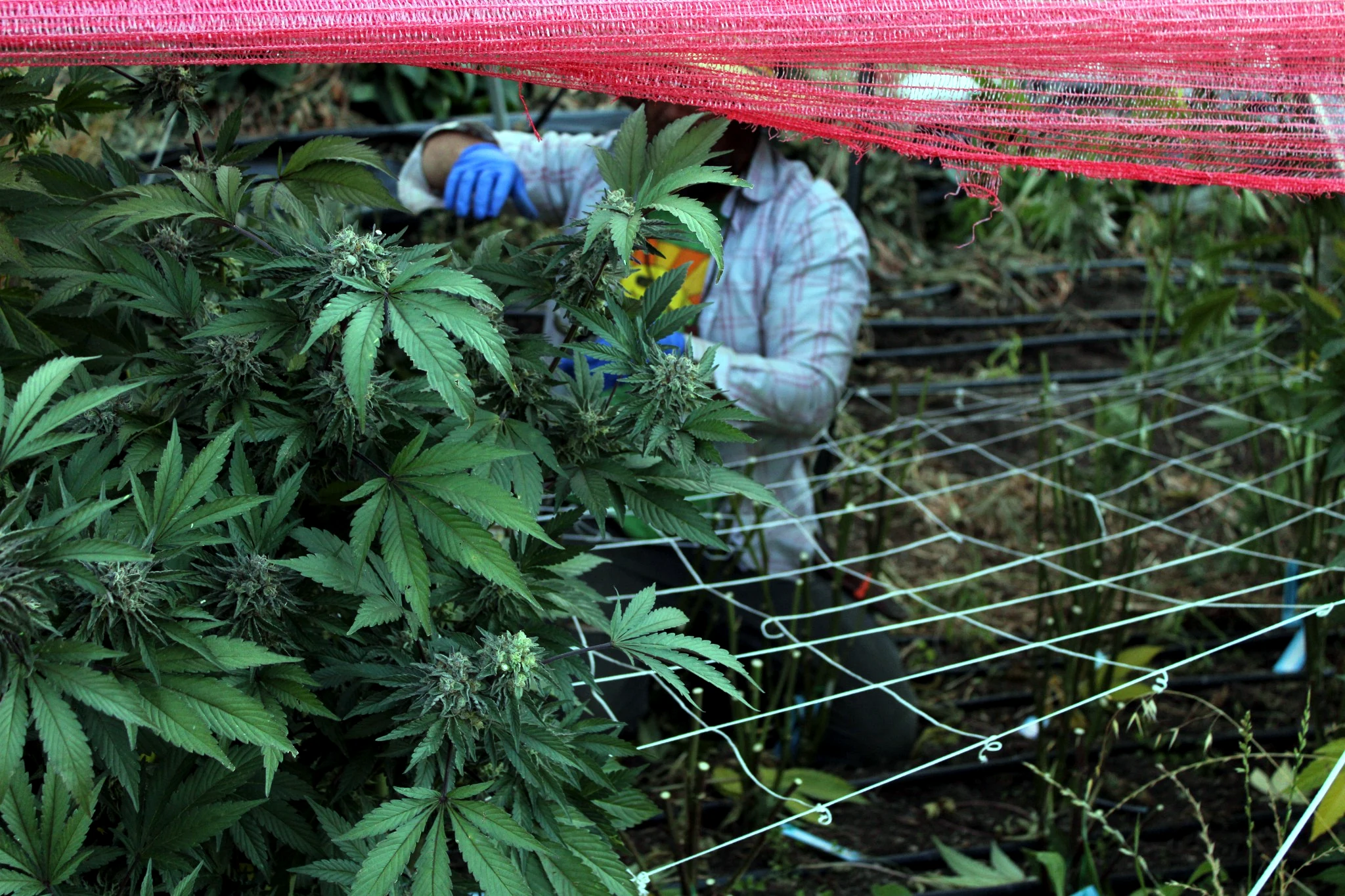 A steady harvest rhythm