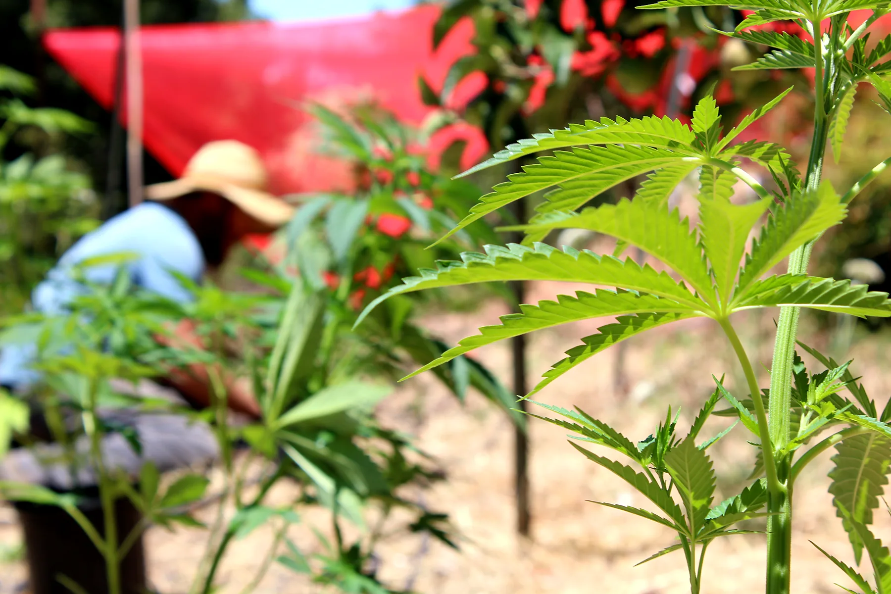 Young cannabis starts under red shade cloth