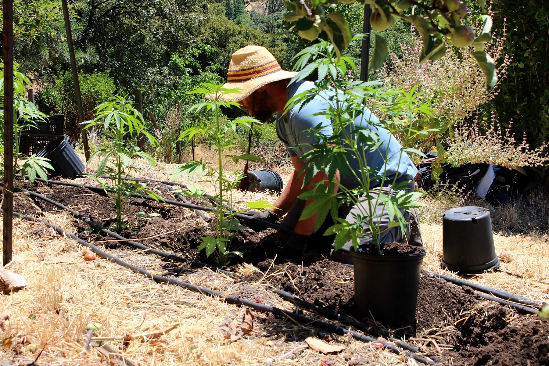 Hand transplanting a young cannabis plant