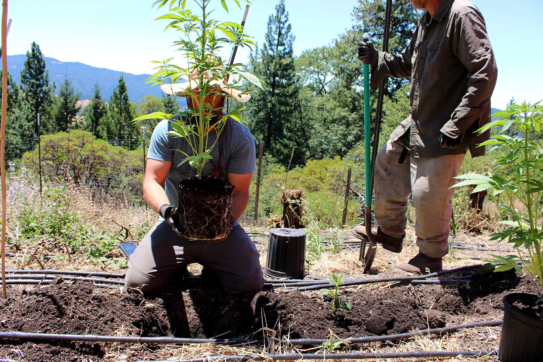 A rooted young cannabis plant ready for the field