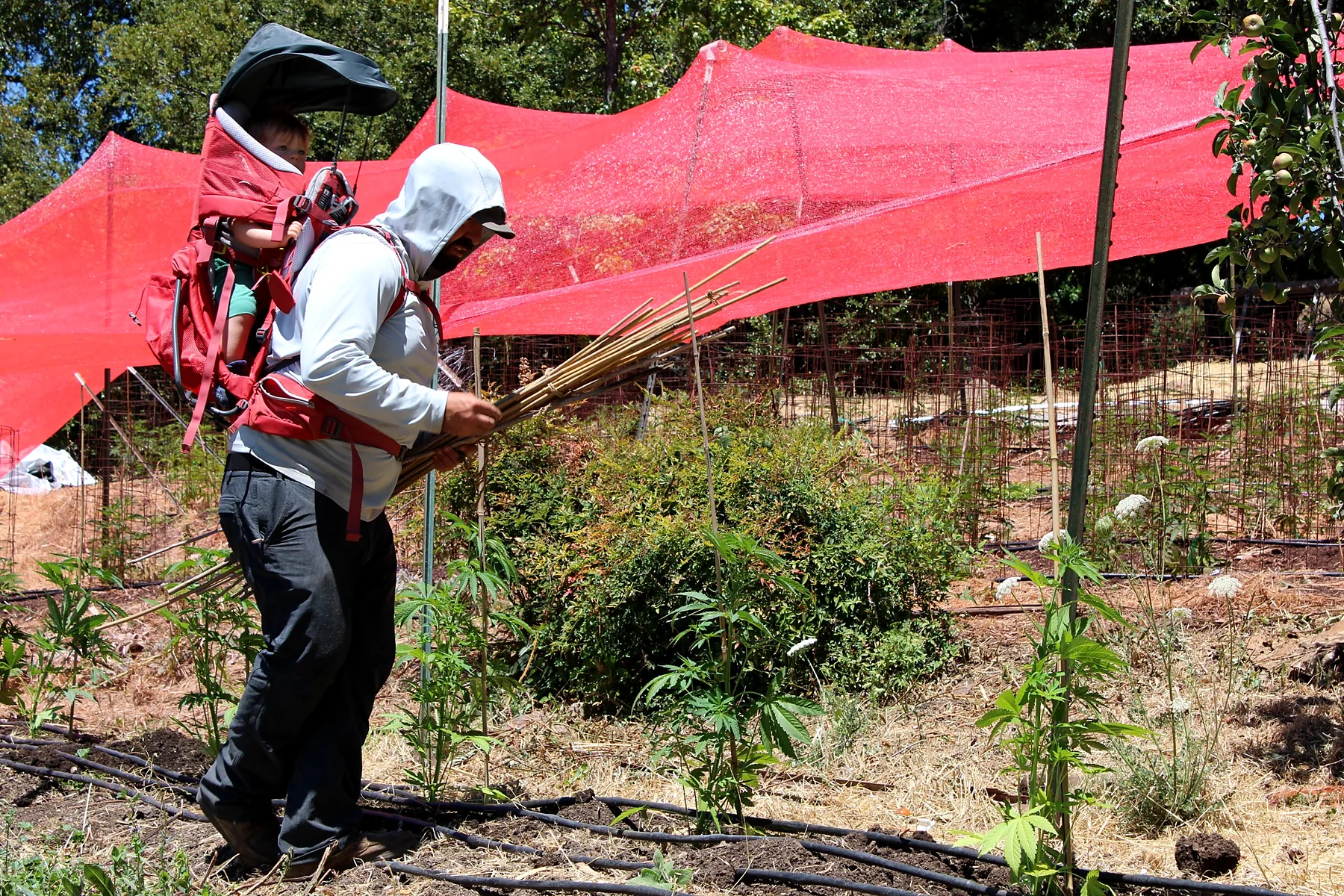 Farm crew carrying stakes through the cannabis rows