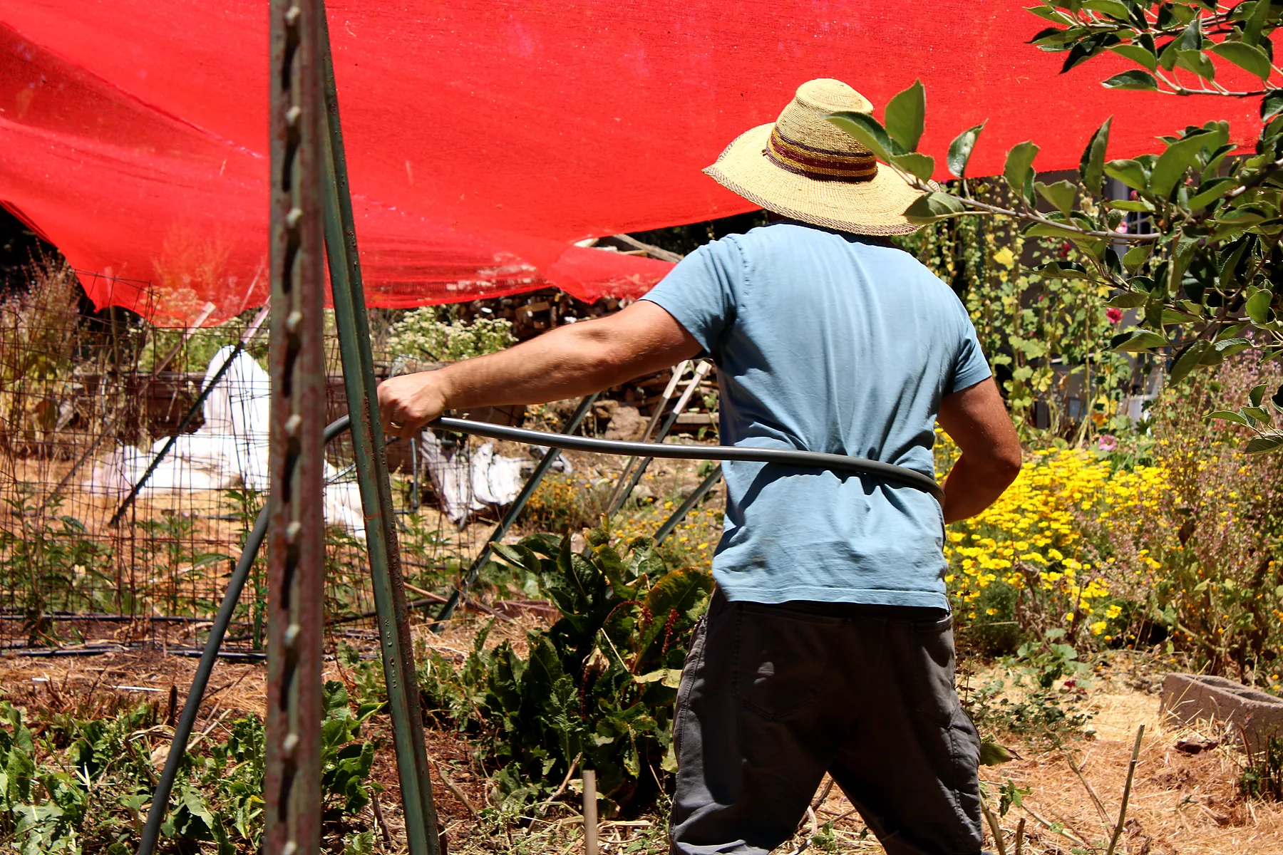 Hand work setting the young crop