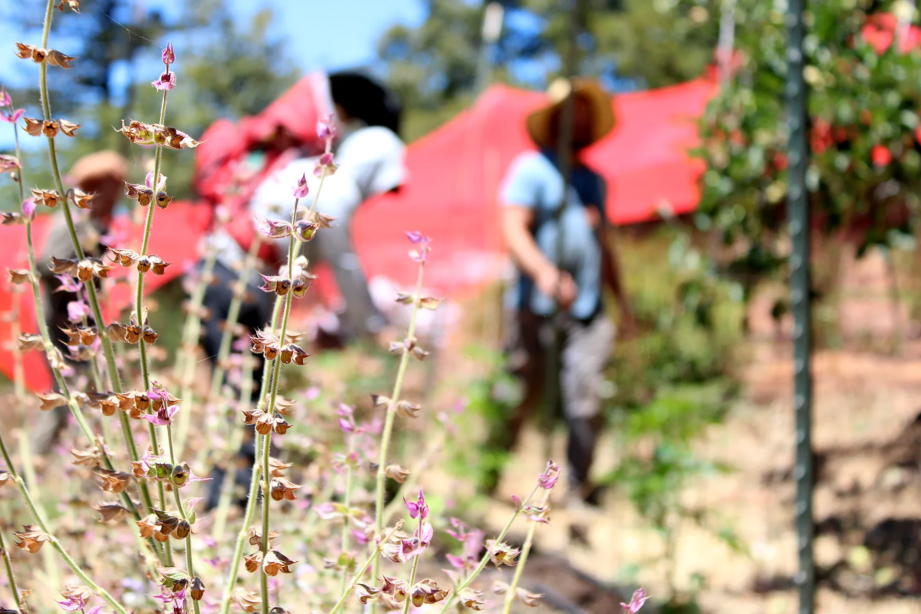 Farm crew working through the hillside plot