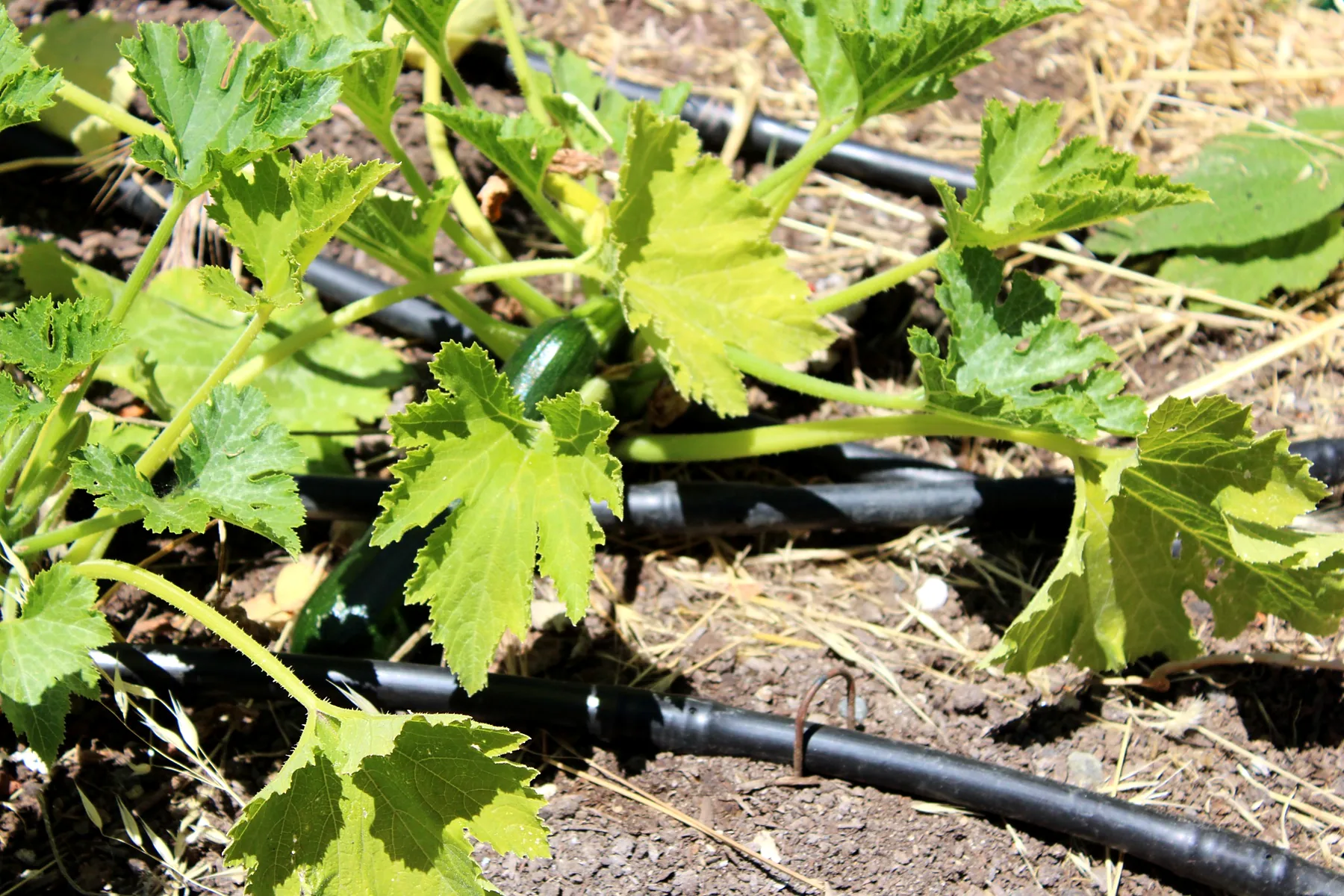 Young plant beside drip irrigation