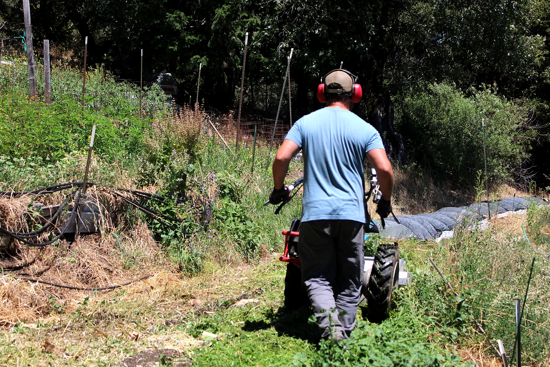 Moving nursery plants to the field