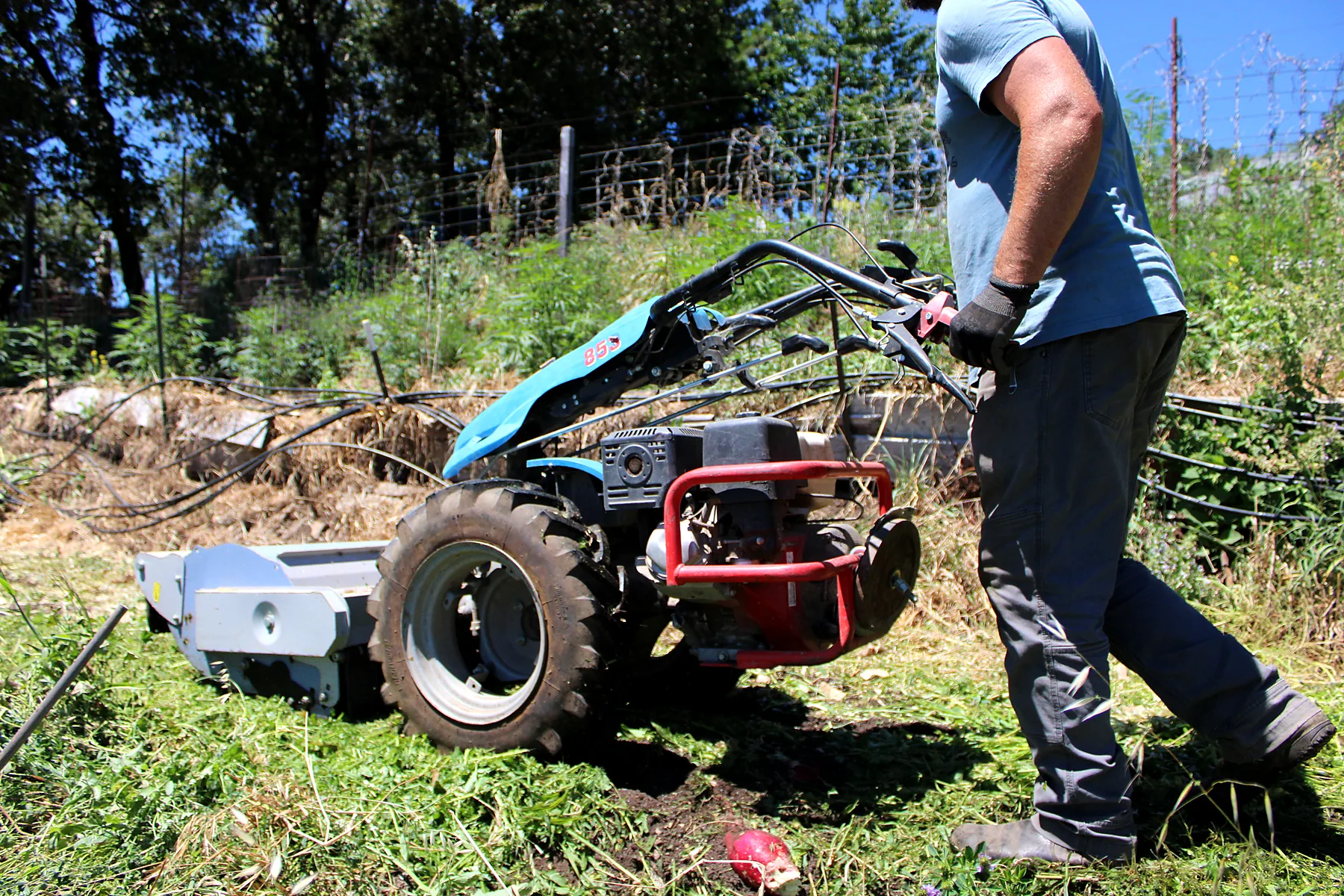 Cultivating the hillside rows