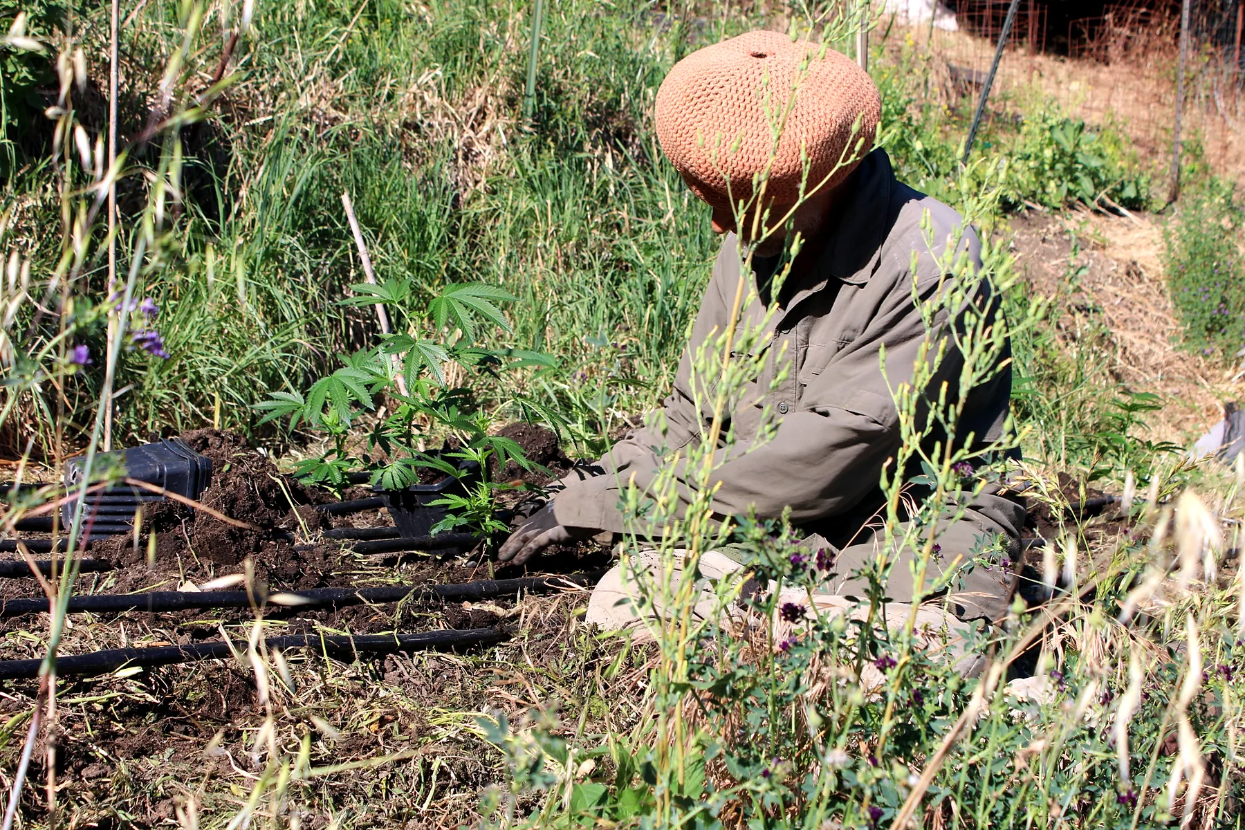 A grower setting a young plant by hand