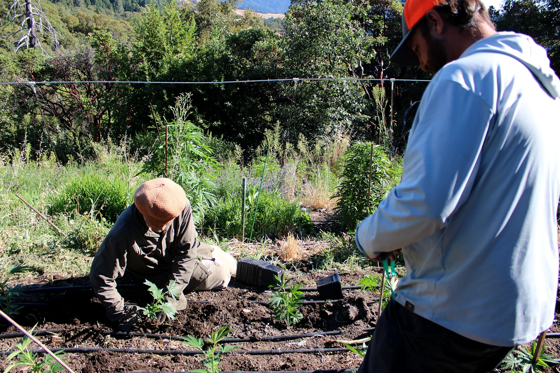 Two growers working a newly planted row