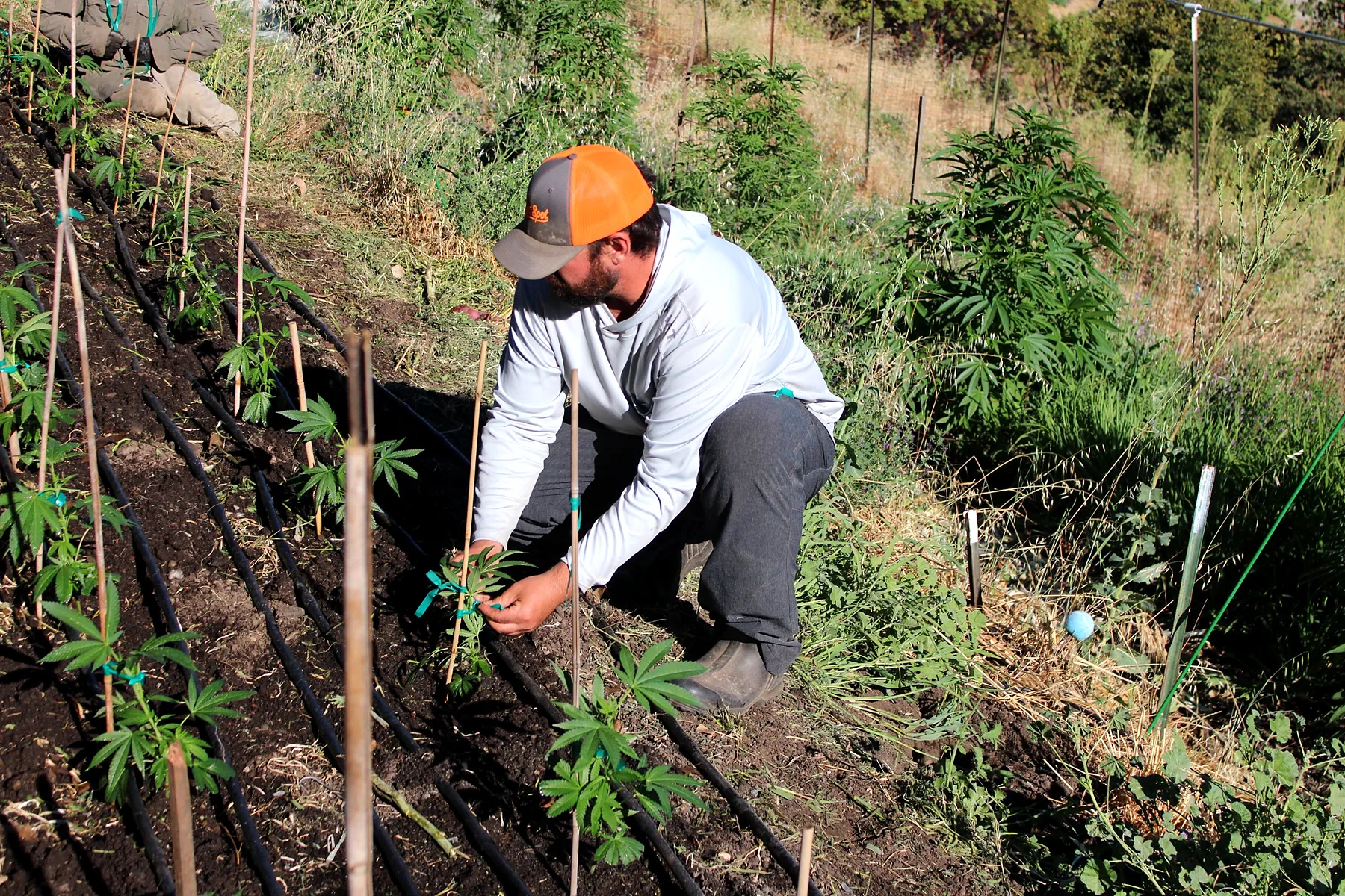 Tending young plants in the field