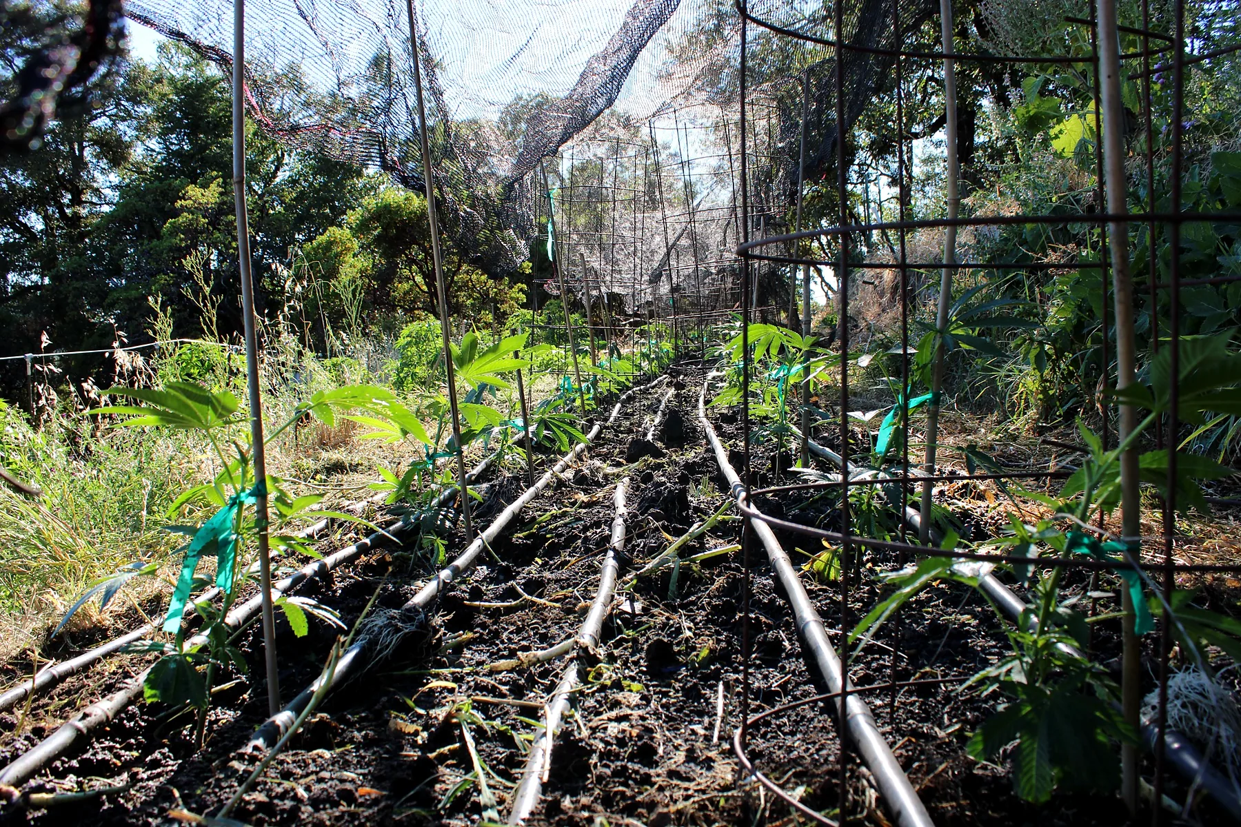 Young cannabis plants and irrigation lines