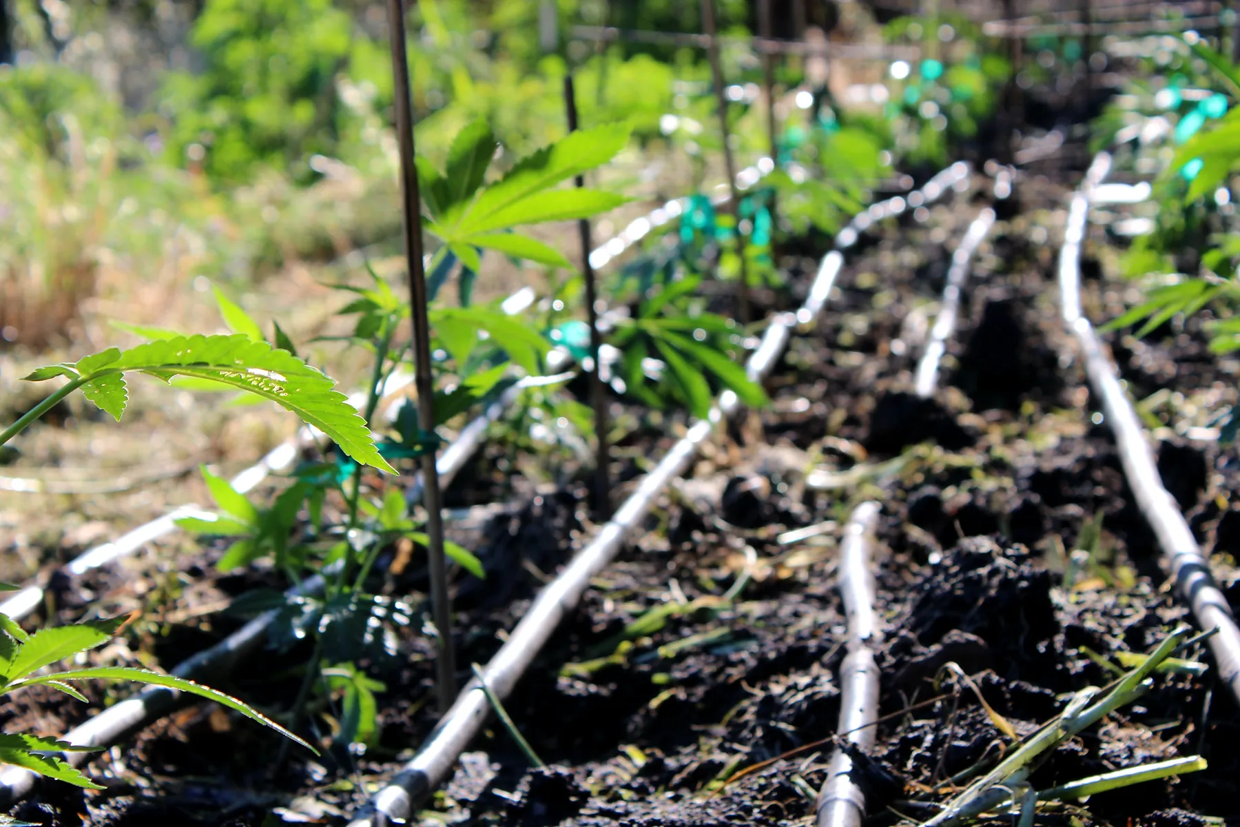 Close view of a young plant along the drip line