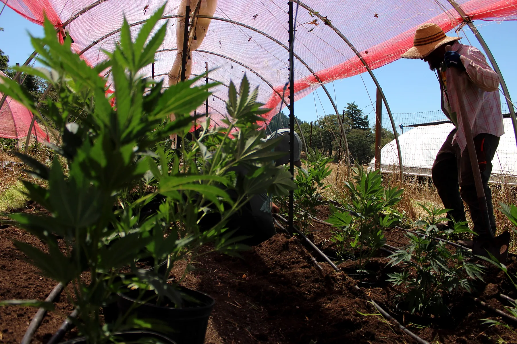 Established cannabis plants inside the hoophouse