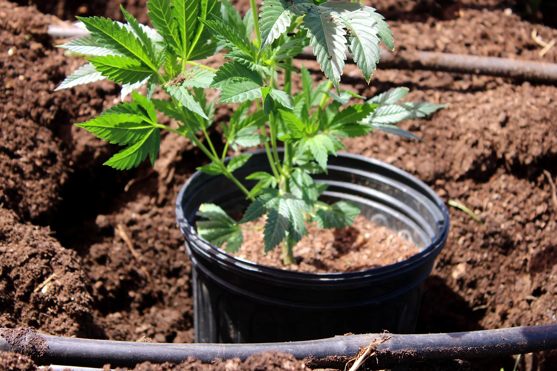 Potted cannabis start before transplanting