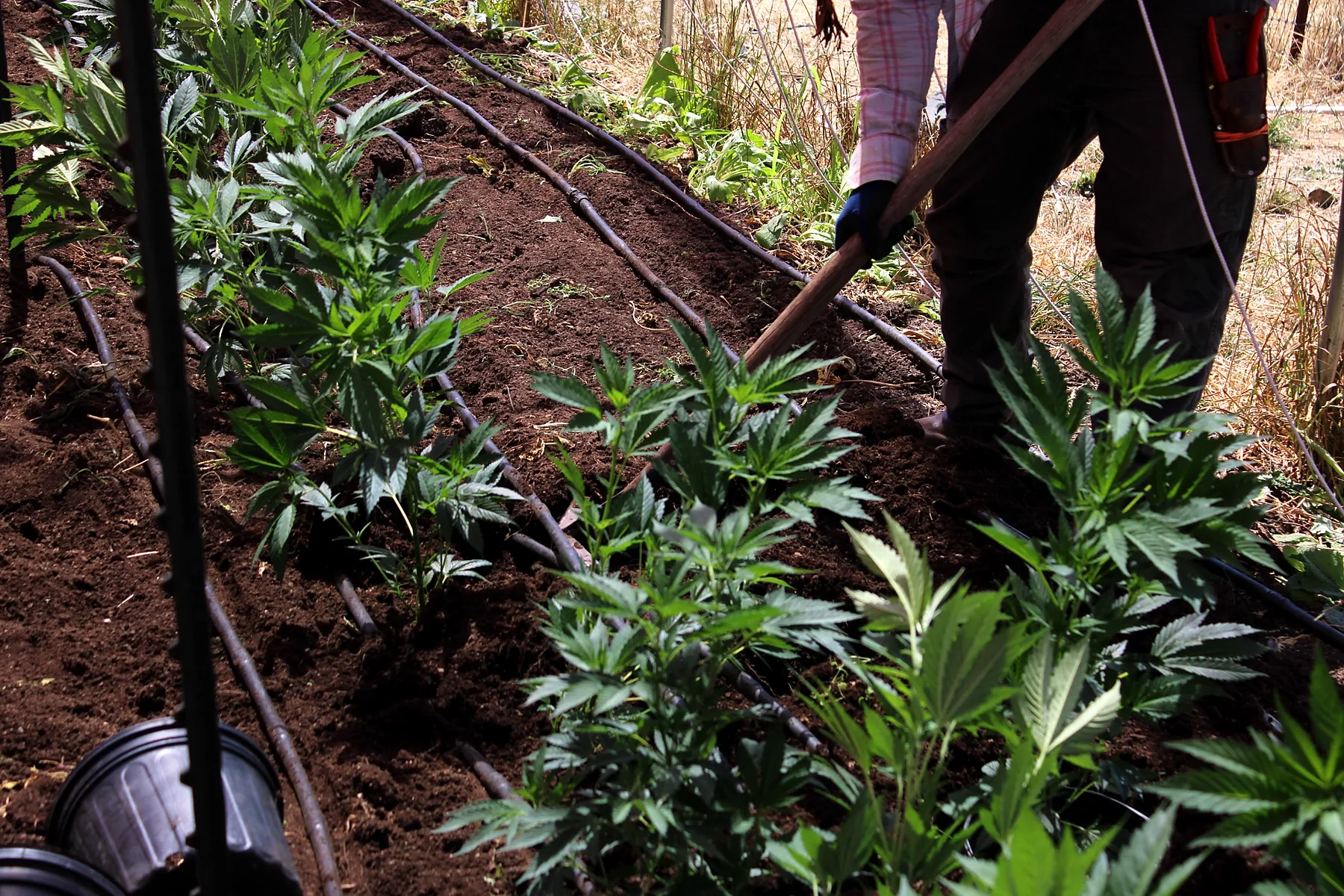 Working between established cannabis plants
