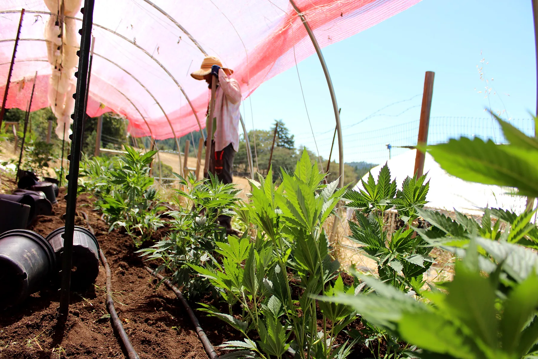 Grower checking plants beneath the shade structure