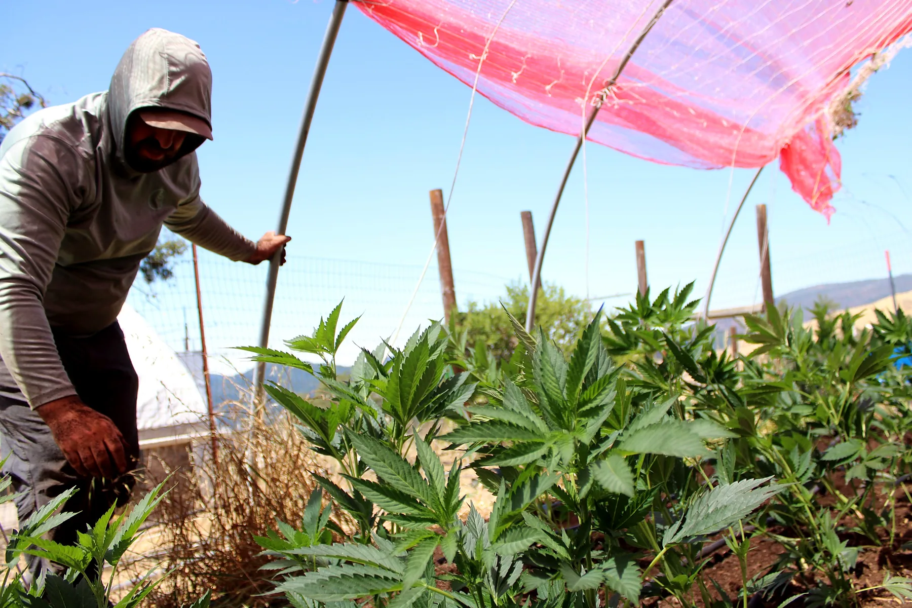 Hand work among the growing cannabis canopy