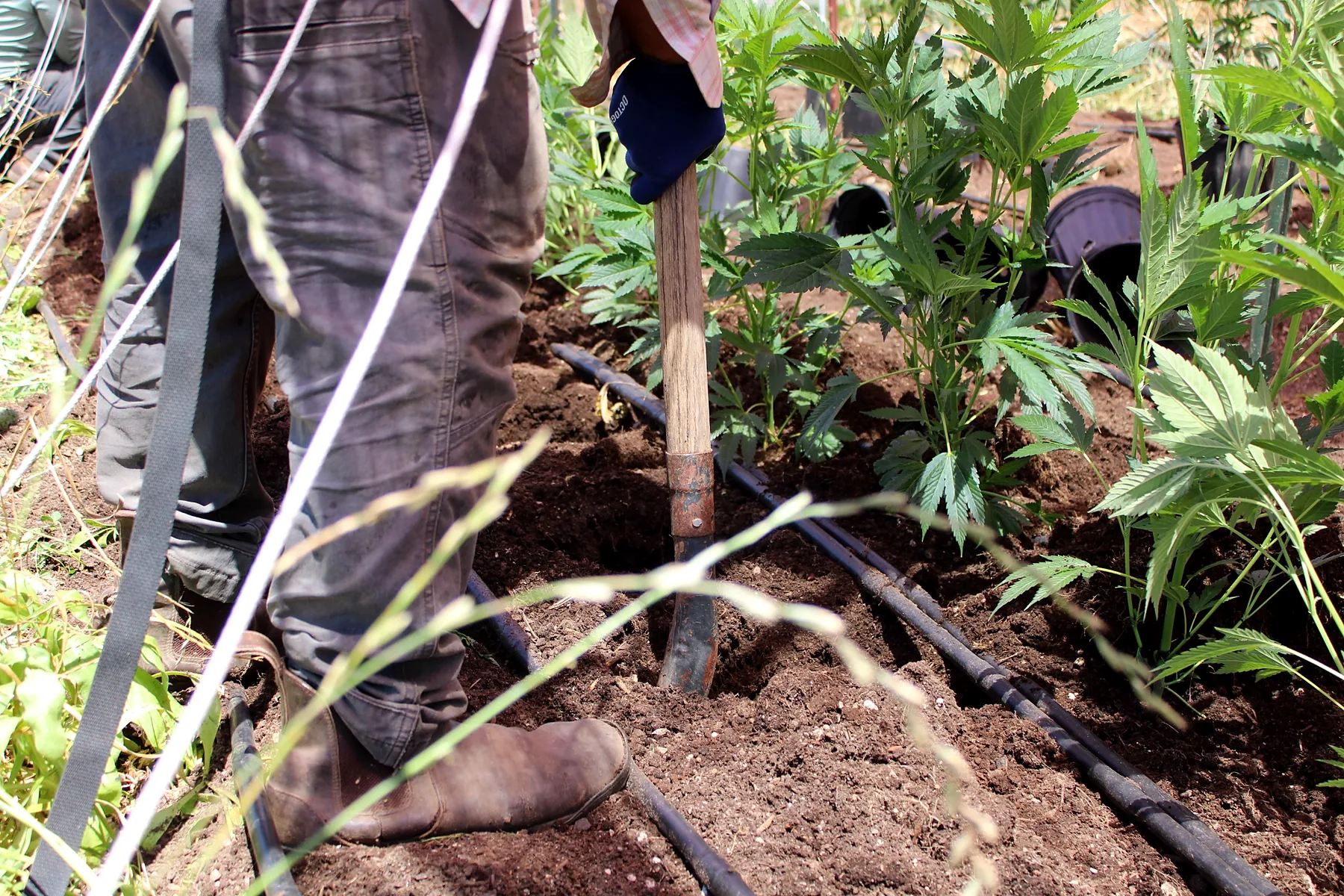 Spade work between plants and irrigation