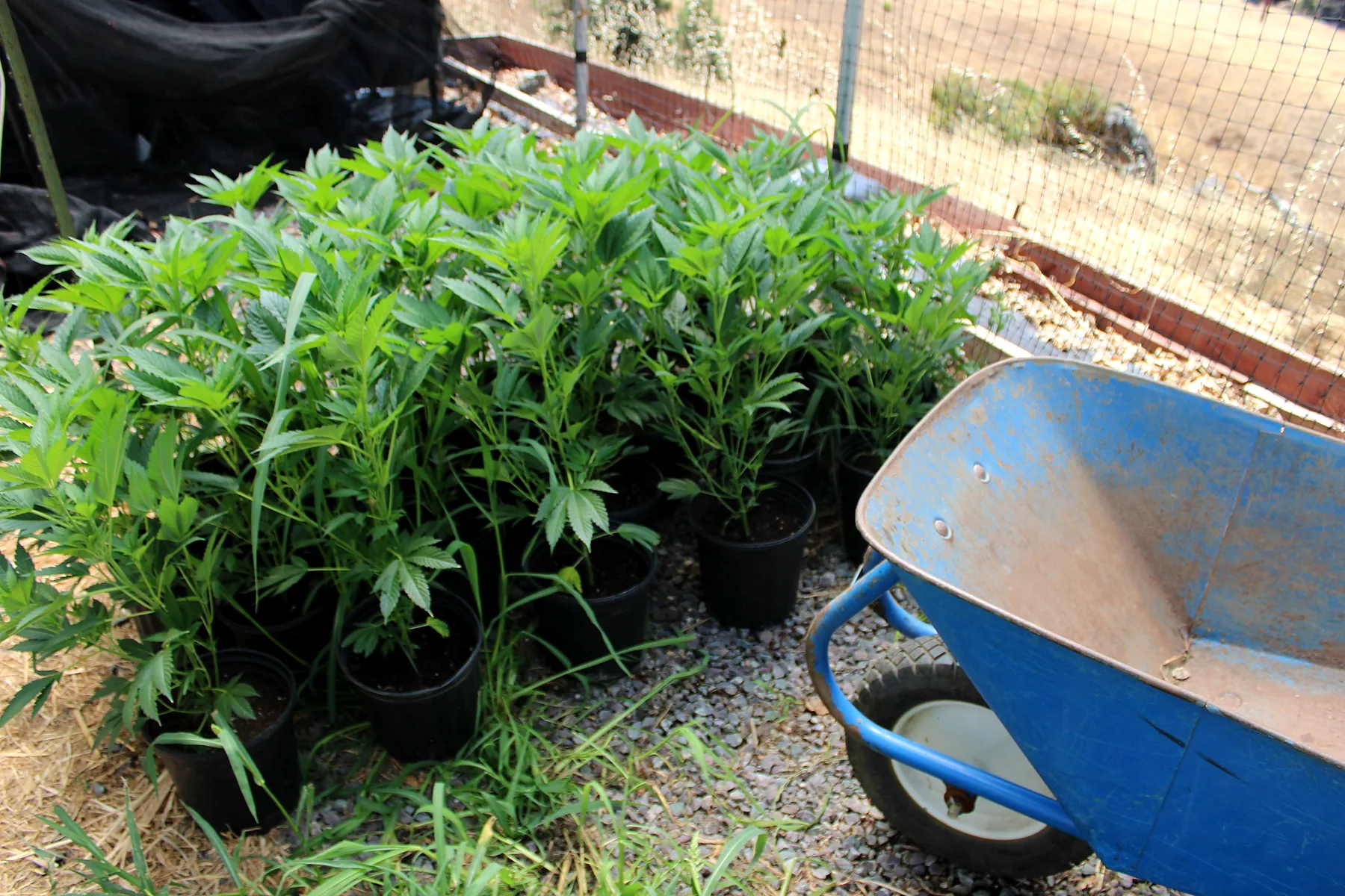 Cannabis plants staged beside the wheelbarrow