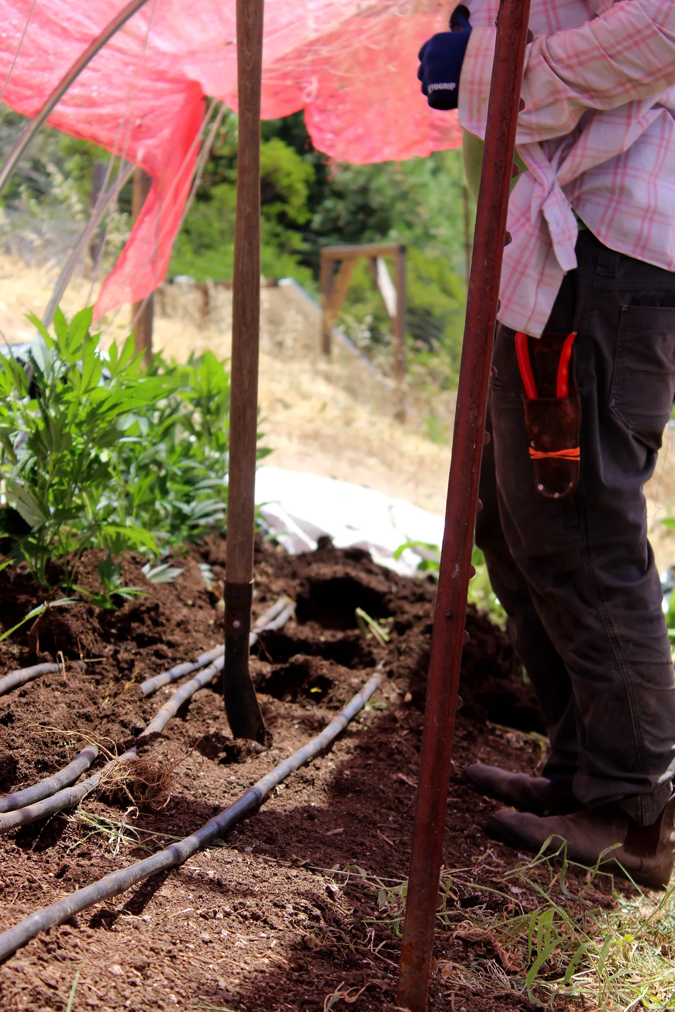 Spade, soil and irrigation during transplanting