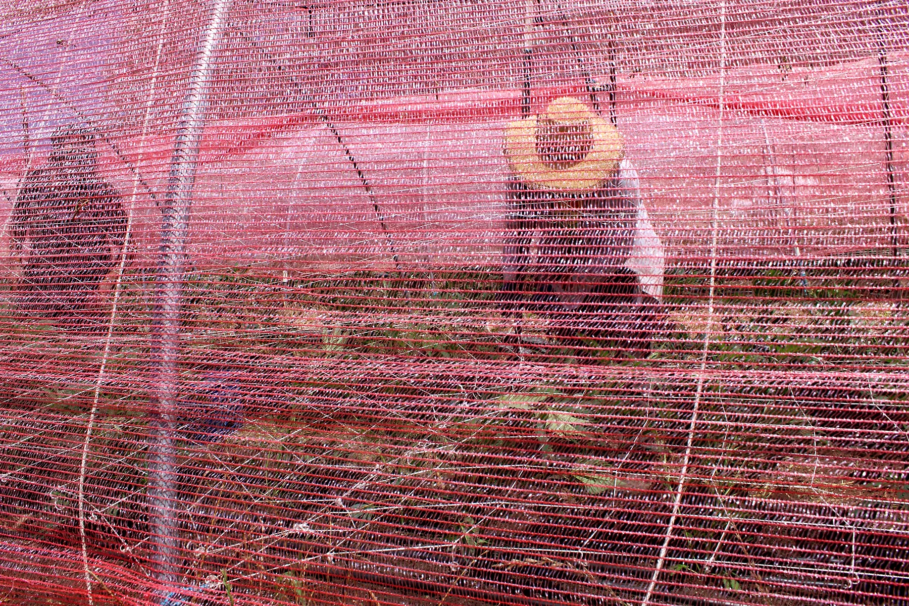 Crew visible through red shade cloth