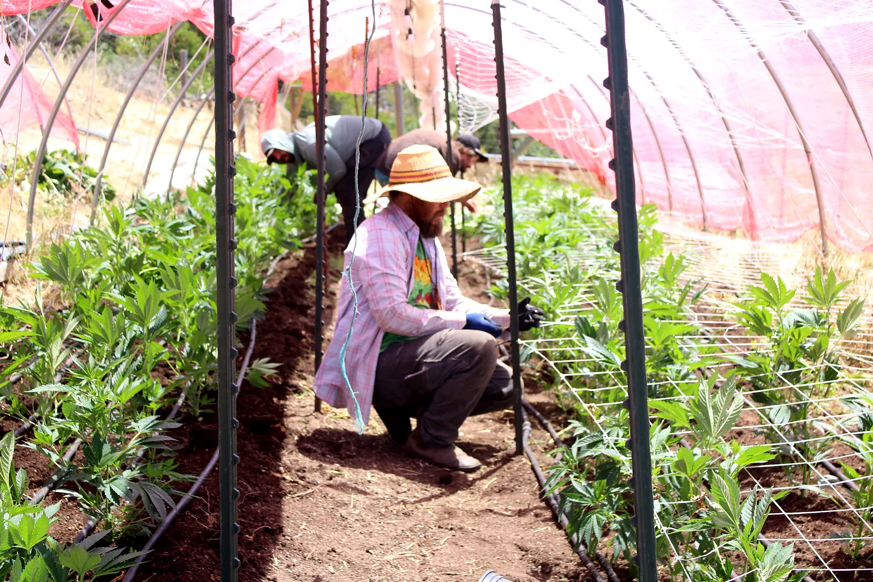 Inside the HappyDay Farms cannabis hoophouse