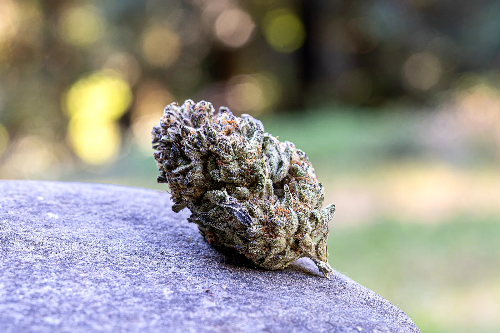 Purple Cream cannabis flower