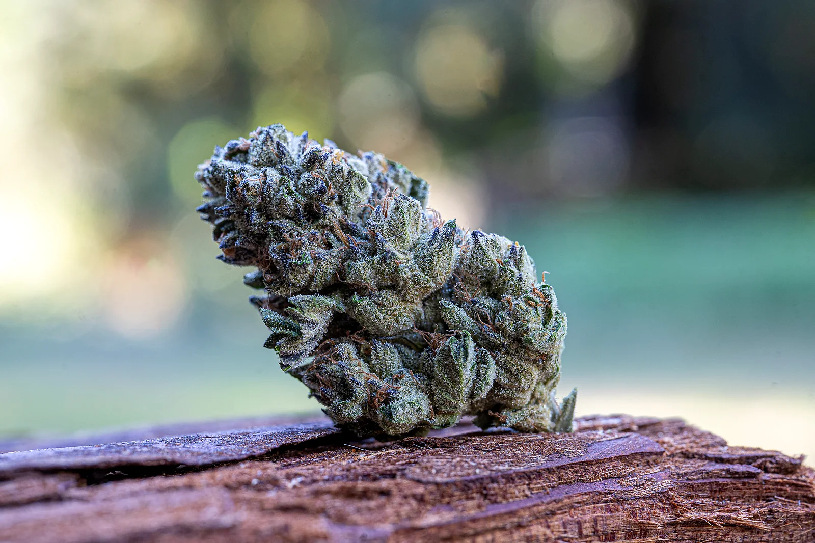 Alternate view of Purple Cream cannabis flower