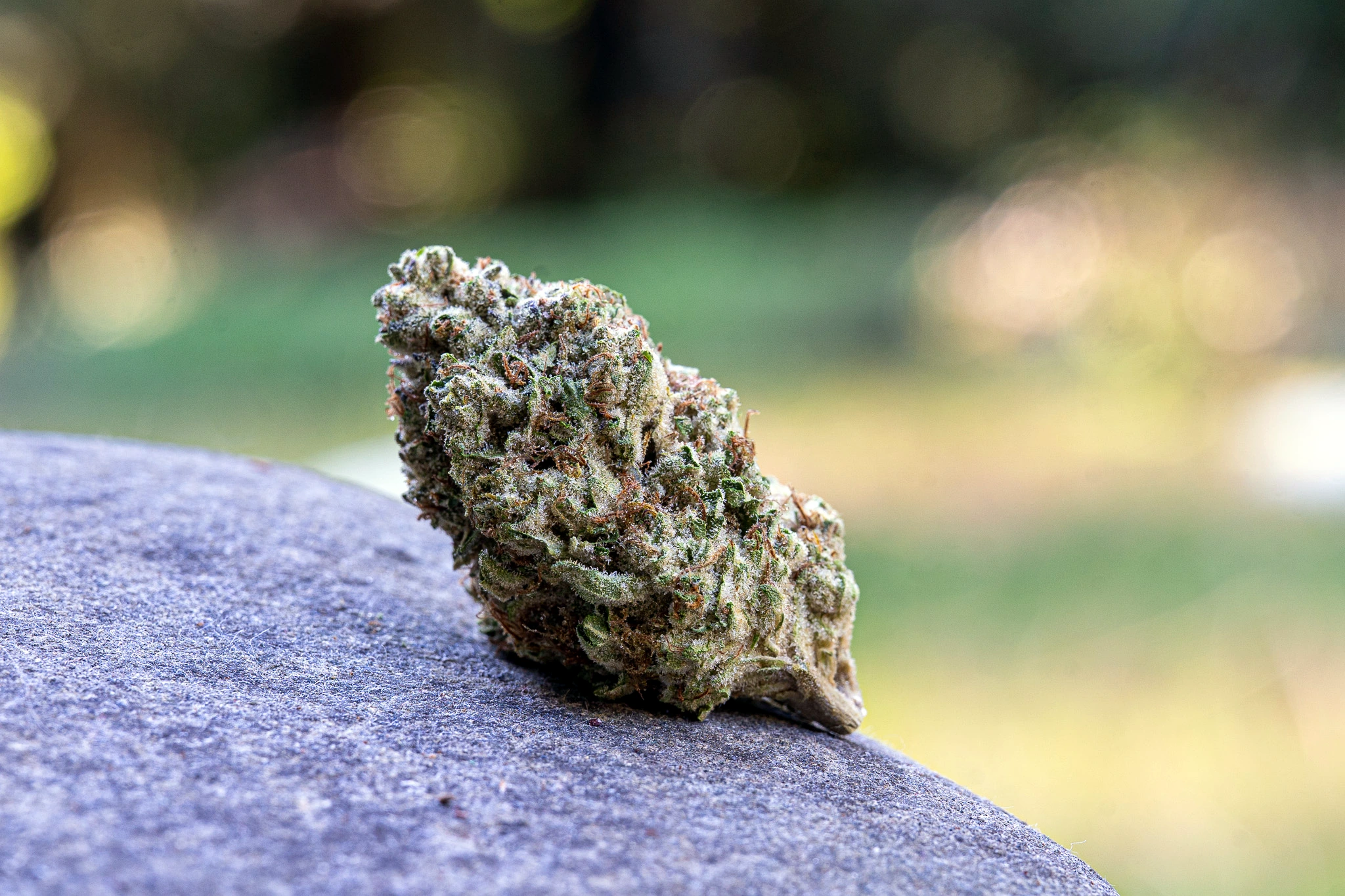 Strawberry Biscotti flower from HappyDay Farms